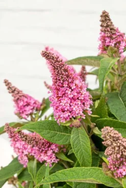 Buddleja Butterfly Candy 'Little Pink' - Vlinderstruik