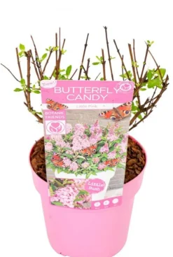 Buddleja Butterfly Candy 'Little Pink' - Vlinderstruik