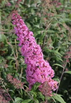 Buddleja davidii 'Pink Delight' - Vlinderstruik