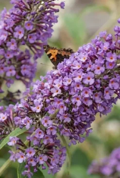 Buddleja davidii 'Tricolor' - Vlinderstruik
