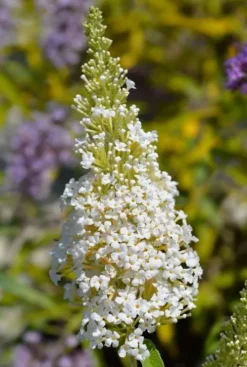 Buddleja davidii 'White Profusion' - Vlinderstruik