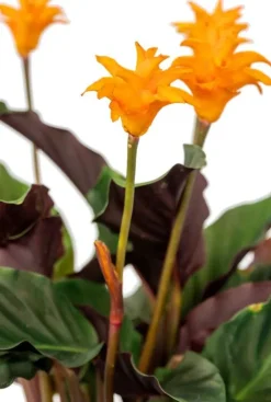 Calathea Crocata - Pauwenplant