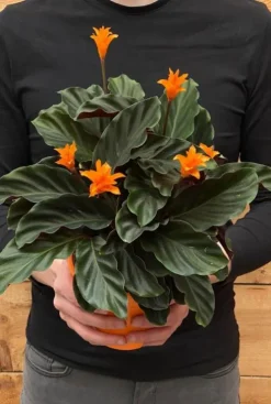 Calathea Crocata - Pauwenplant