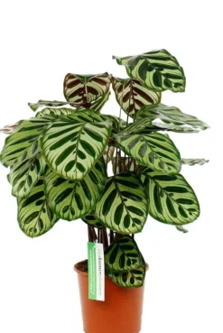 Calathea Makoyana - Pauwenplant
