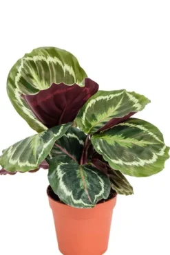 Calathea Medallion - Pauwenplant