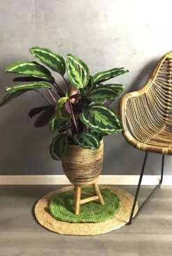 Calathea Medallion - Pauwenplant