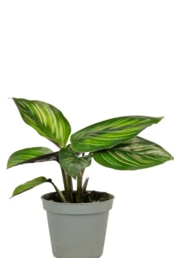 Calathea Mieli (Beauty Star) - Stekje
