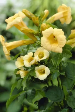 Campsis Radicans 'Flava' - Gele trompetklimmer