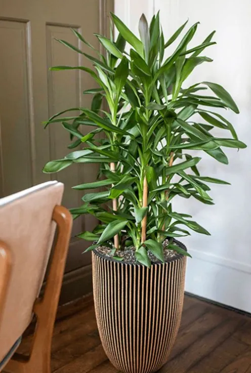 Capi Nature Groove Pot Vaas - Goud