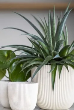 Capi Nature Groove Pot - Wit