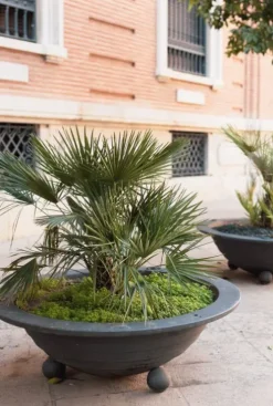 Chamaerops humilis - Dwergwaaierpalm