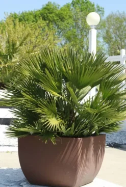 Chamaerops vulcano - Vulcano dwergpalm