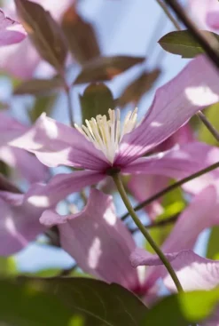 Clematis Montana 'Wilsonii' - Bosrank