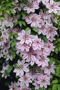 Clematis Nelly Moser - Bosrank