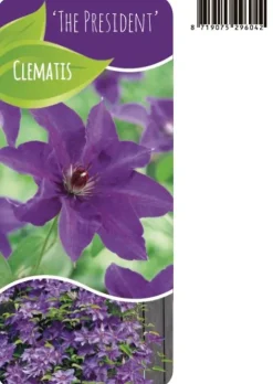 Clematis The President - Bosrank