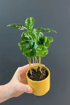 Coffea Arabica (Caféier d'Arabie) - Stekje