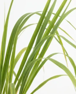 Cortaderia Rosea - Pampasgras