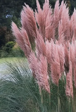 Cortaderia Rosea - Pampasgras