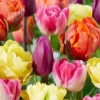 60 days of tulips mix - 20 bollen