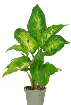 Dieffenbachia Camilla - Stekje