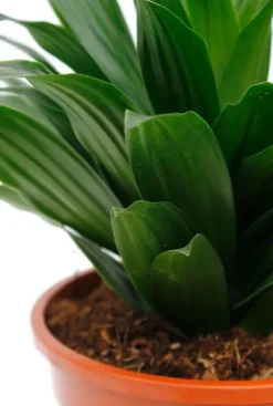 Dracaena compacta - Drakenbloedboom