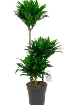 Dracaena Compacta - Drakenbloedboom