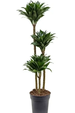 Dracaena Compacta - Drakenbloedboom