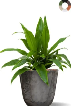 Dracaena hydroplant in pot
