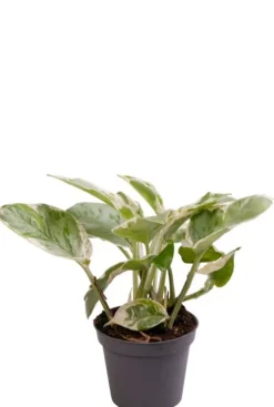Epipremnum Aureum Njoy - Stekje