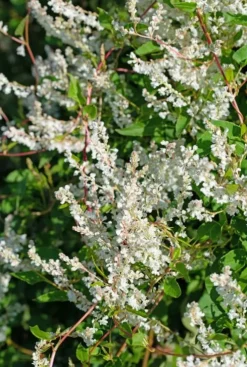 Fallopia Aubertii - Duizendknoop