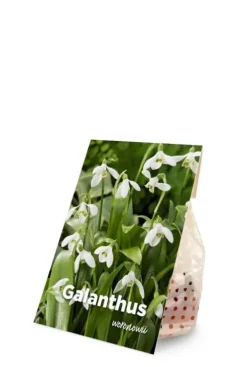 Galanthus Woronowii - 25 bollen