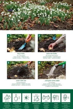 Galanthus Woronowii - 25 bollen