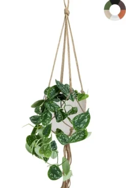 Hangplant in pot