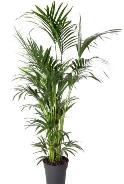 Howea Forsteriana - Howea Forsteriana