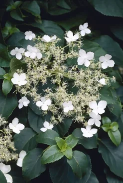 Hydrangea anomala petiolaris - Hortensia