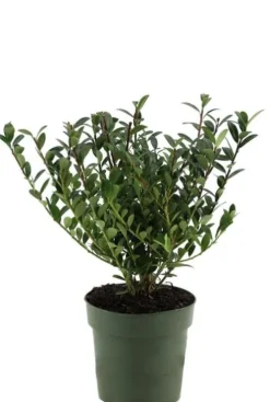 Ilex crenata 'Jenny' - Japanse hulst