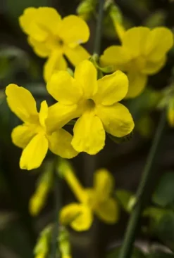 Jasminum Nudiflorum - Winterjasmijn