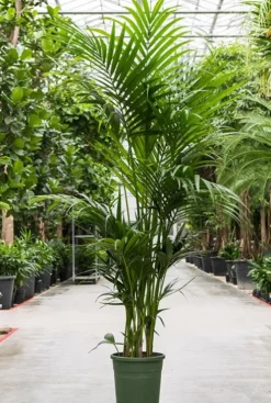 Kentia (howea) forsteriana - Howea Forsteriana
