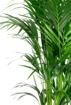 Kentia (howea) forsteriana - Howea Forsteriana