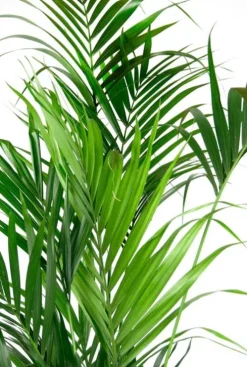 Kentia palm - Howea Forsteriana