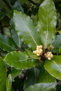 Laurus Nobilis - Laurier