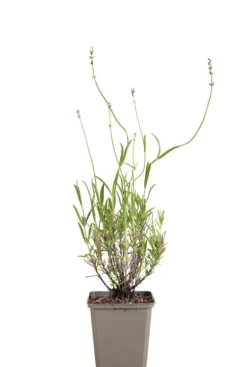 Lavandula ang. 'Dwarf Blue' - Lavendel