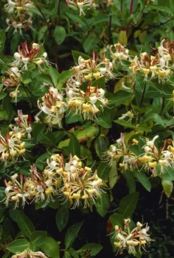 Lonicera Henryi - Kamperfoelie