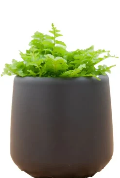 Mica Amber Pot - Zwart