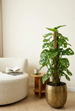 Monstera Adansonii - Monkey Leaf