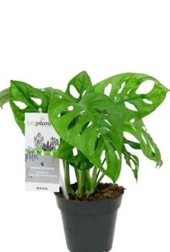 Monstera Adansonii - Monkey Leaf
