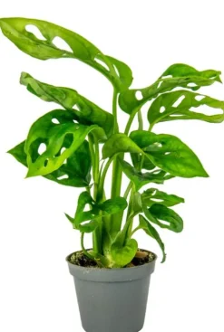 Monstera Adansonii - Stekje