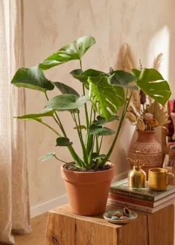 Monstera Deliciosa - Gatenplant
