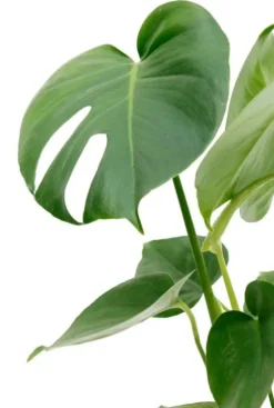 Monstera Deliciosa - Gatenplant