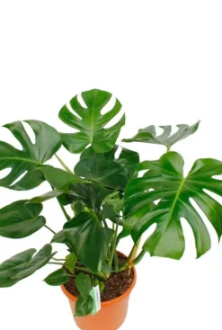 Monstera Deliciosa - Gatenplant